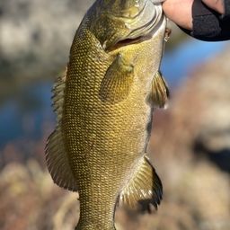 スモールマウスバス