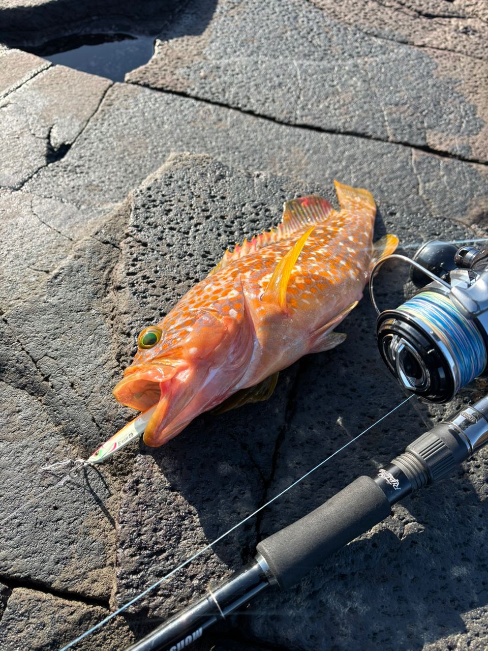 Ripple Fisher モンスターインパクト 101HHの最安値・インプレ・釣果