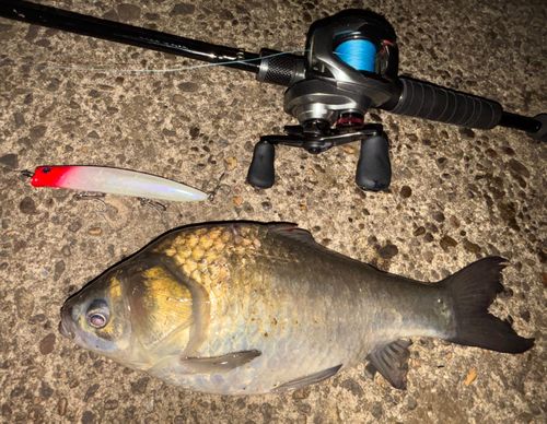 ヘラブナの釣果