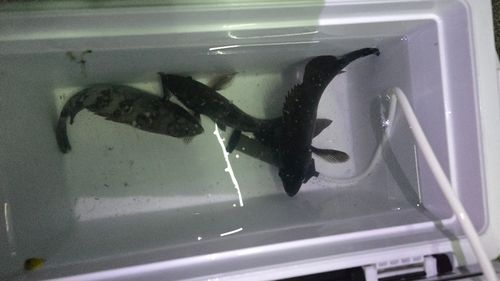 クロメバルの釣果