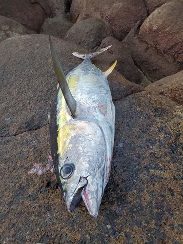 キハダマグロの釣果