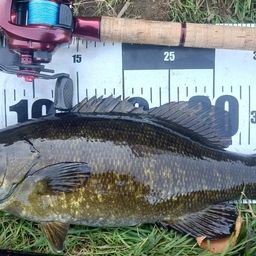 スモールマウスバス