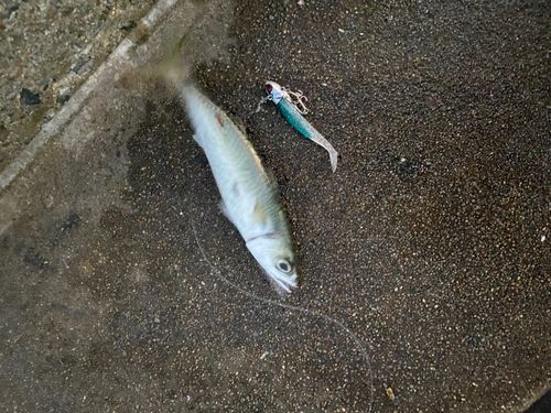 サバの釣果