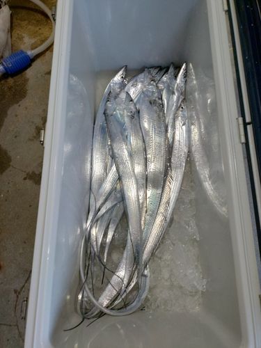 タチウオの釣果