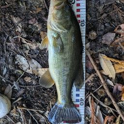 ラージマウスバス