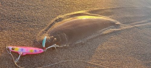 シタビラメの釣果