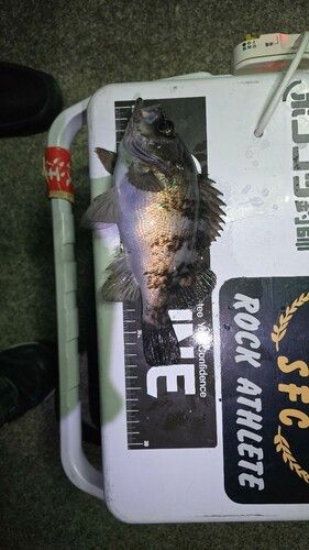 クロメバルの釣果