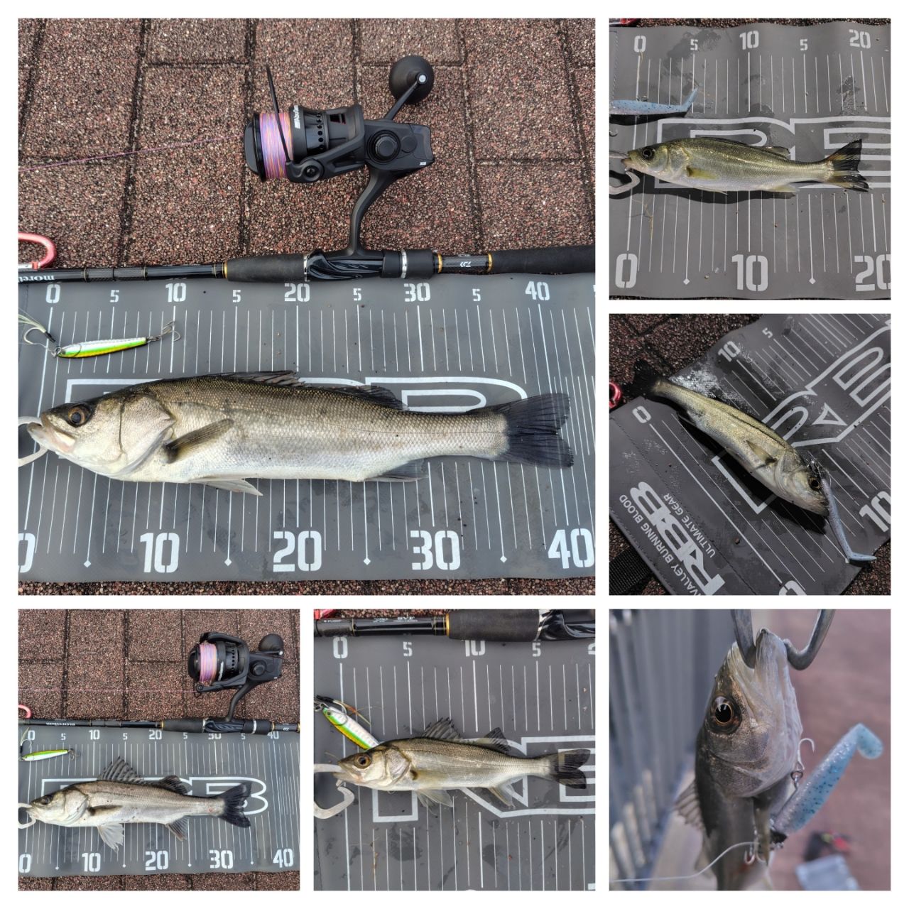 DAIWA 15モアザン モバイル 87MLS-5の最安値・インプレ・釣果 | 本音の