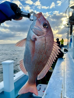 マダイの釣果
