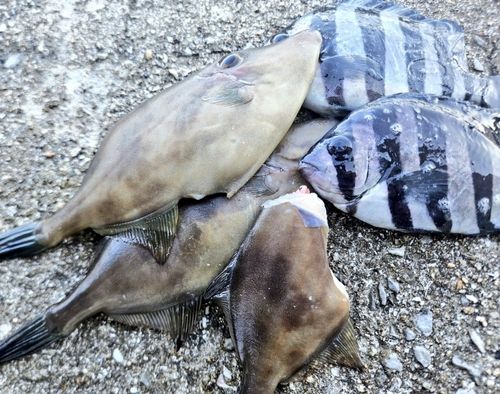 カワハギの釣果