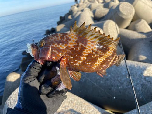 キジハタの釣果