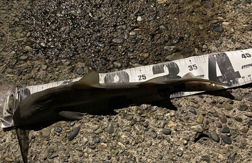 ドチザメの釣果