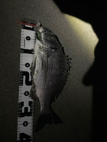 クロダイの釣果