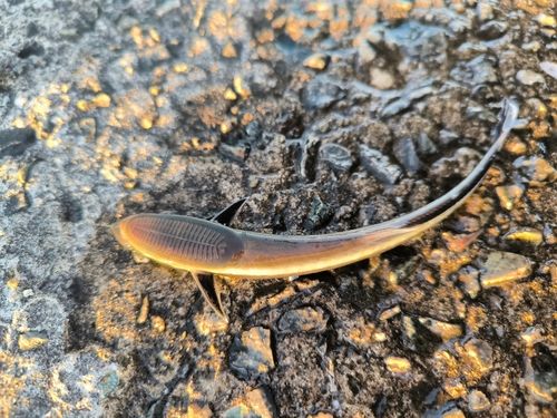 コバンザメの釣果