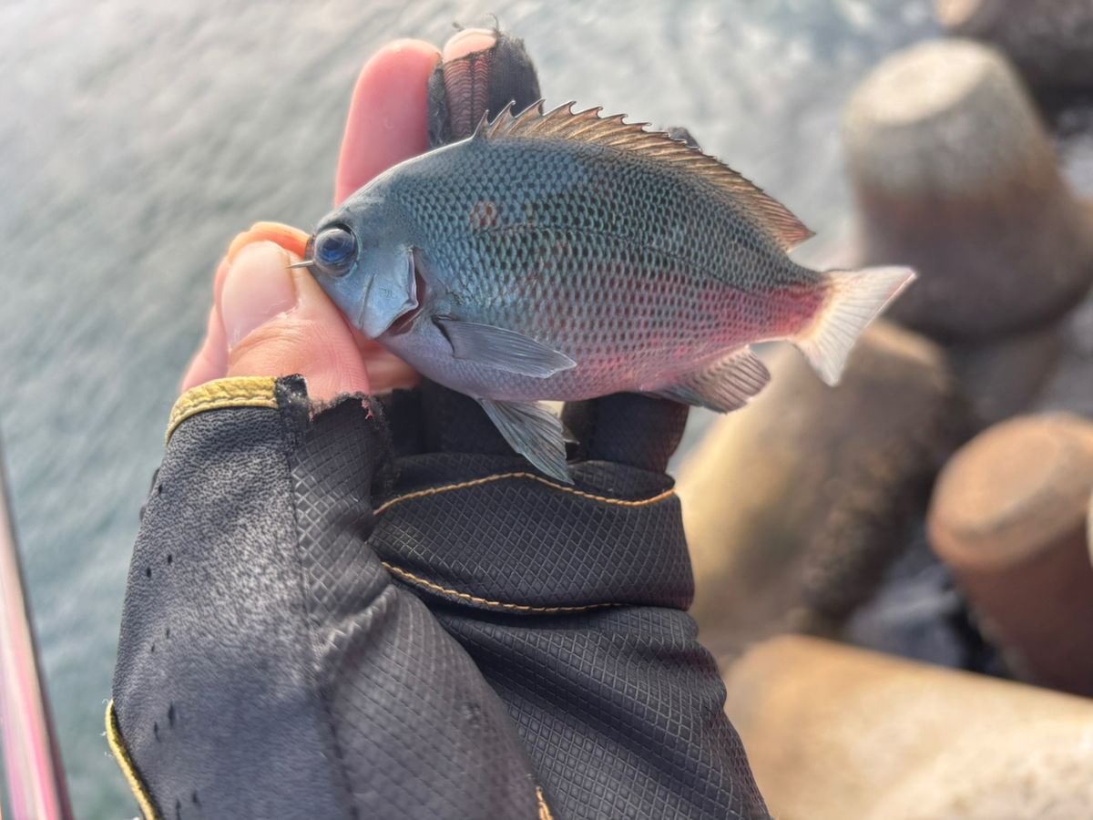 前チンさんの釣果 2枚目の画像