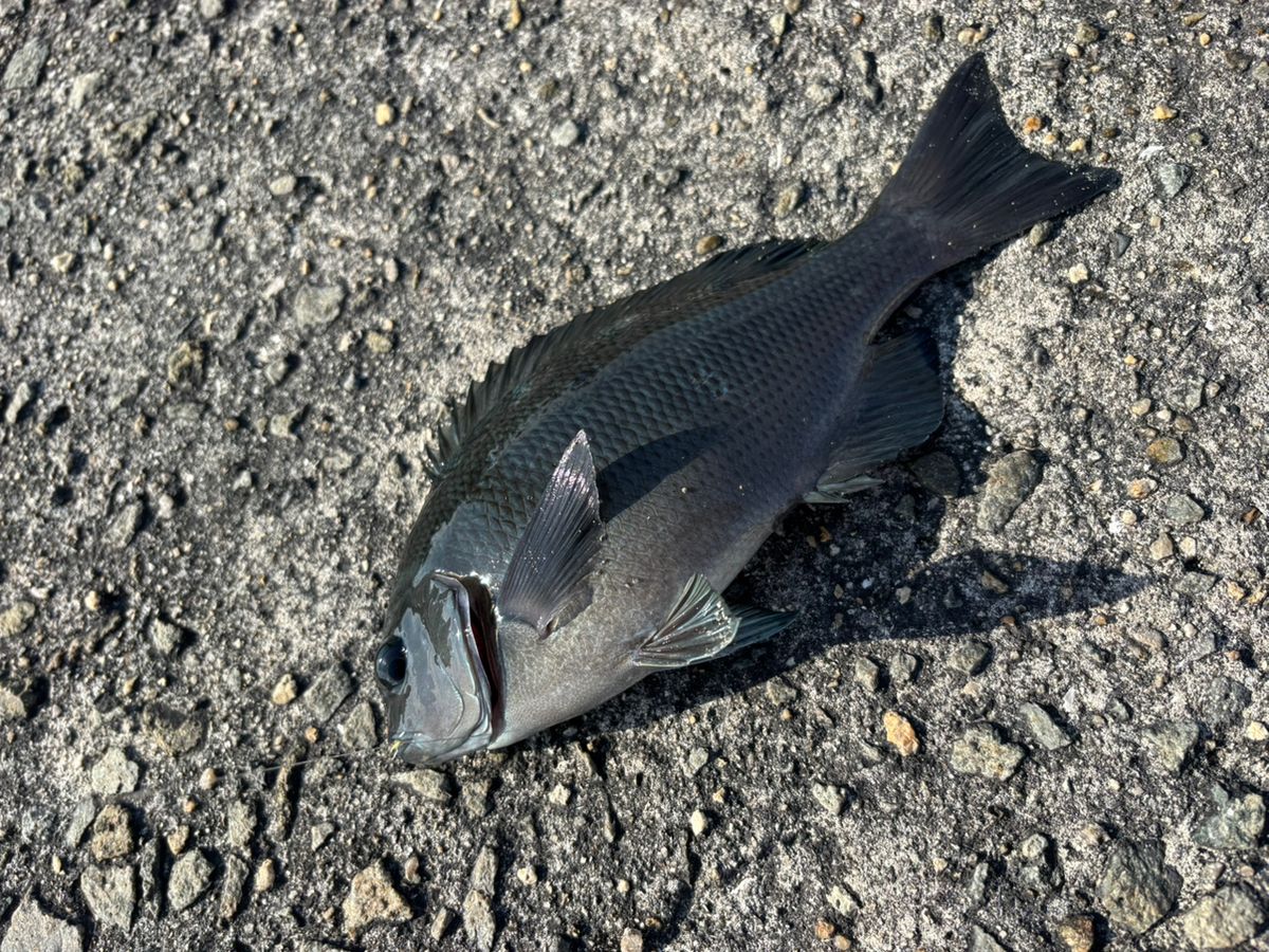 前チンさんの釣果 3枚目の画像
