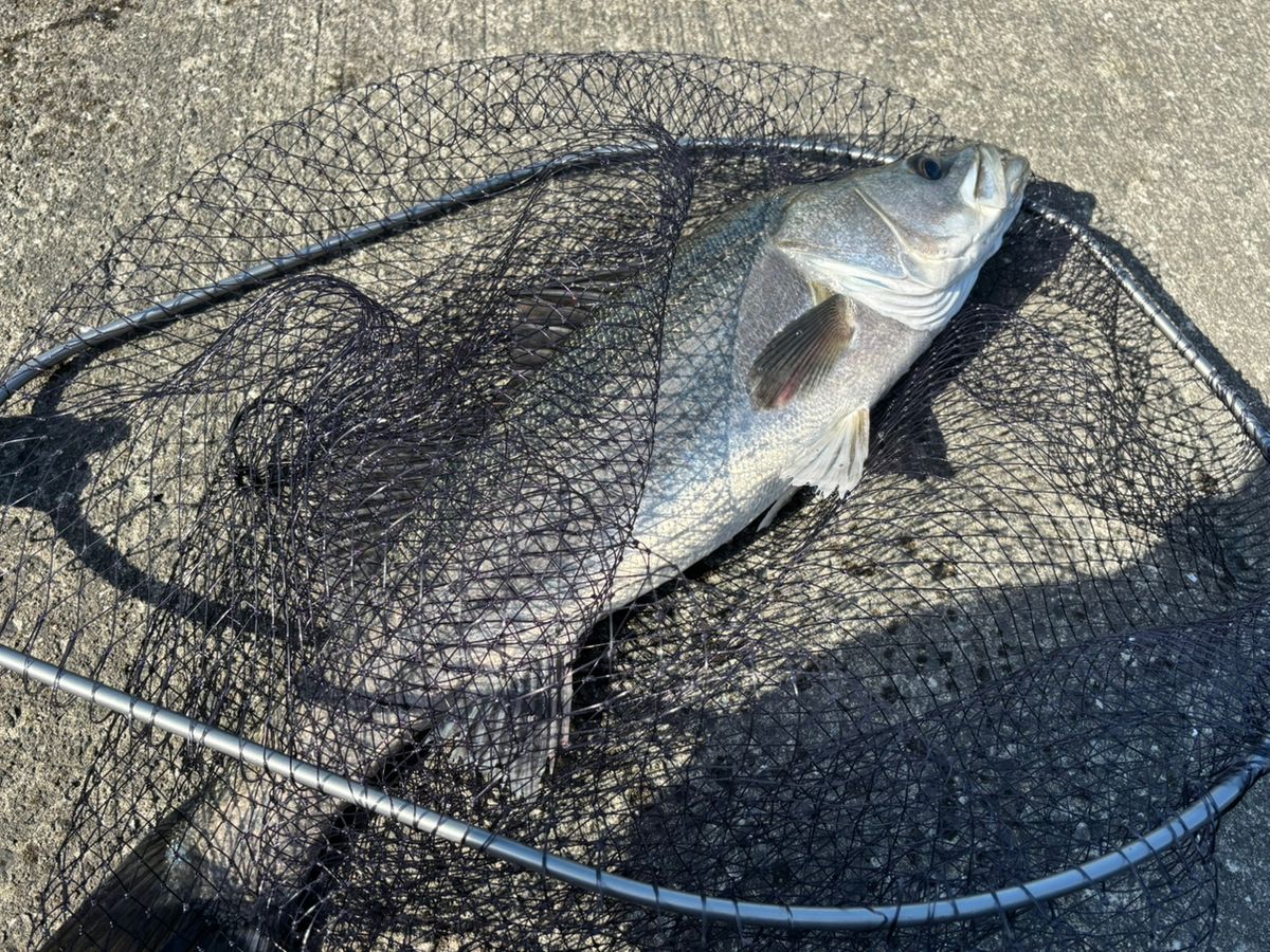 前チンさんの釣果 1枚目の画像