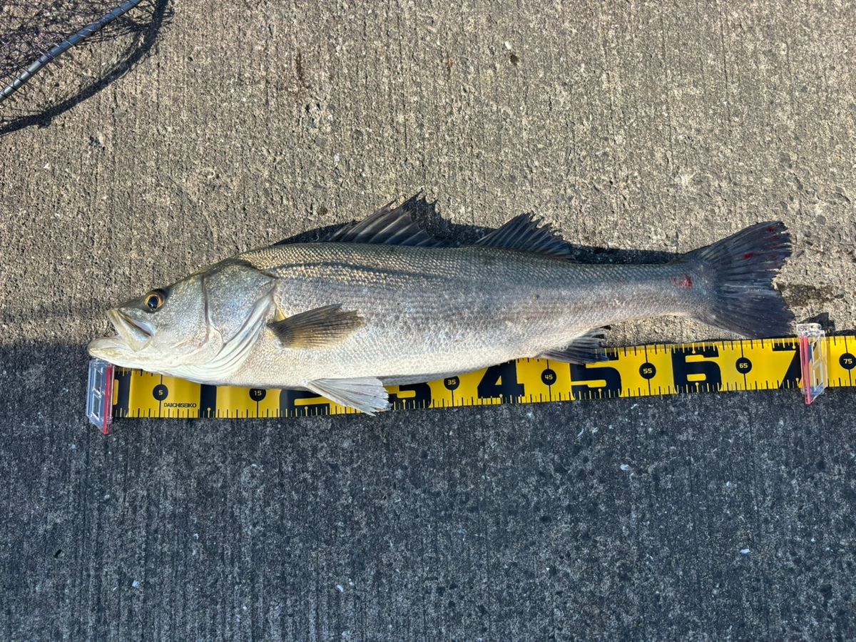 前チンさんの釣果 2枚目の画像