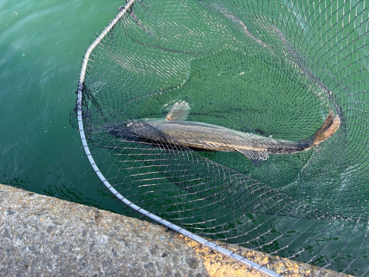 前チンさんの釣果 3枚目の画像