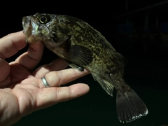 クロソイの釣果