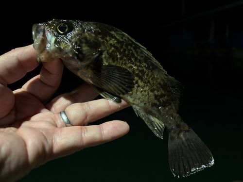 クロソイの釣果