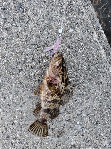 タケノコメバルの釣果