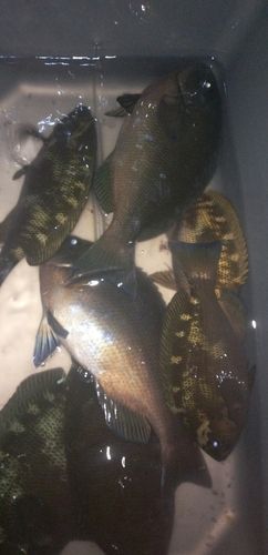 クチブトグレの釣果