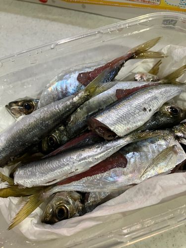 泉佐野食品コンビナート