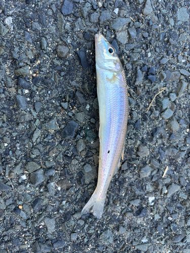 シロギスの釣果