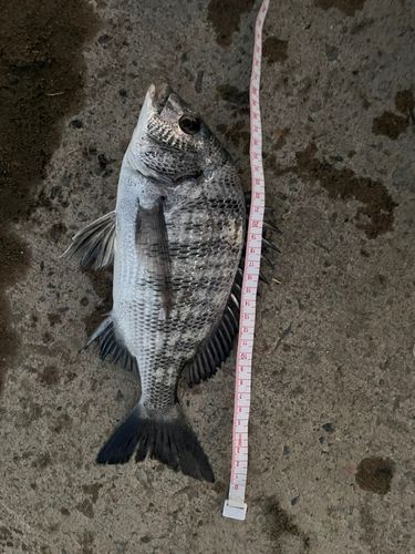 クロダイの釣果