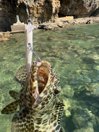 イシミーバイの釣果
