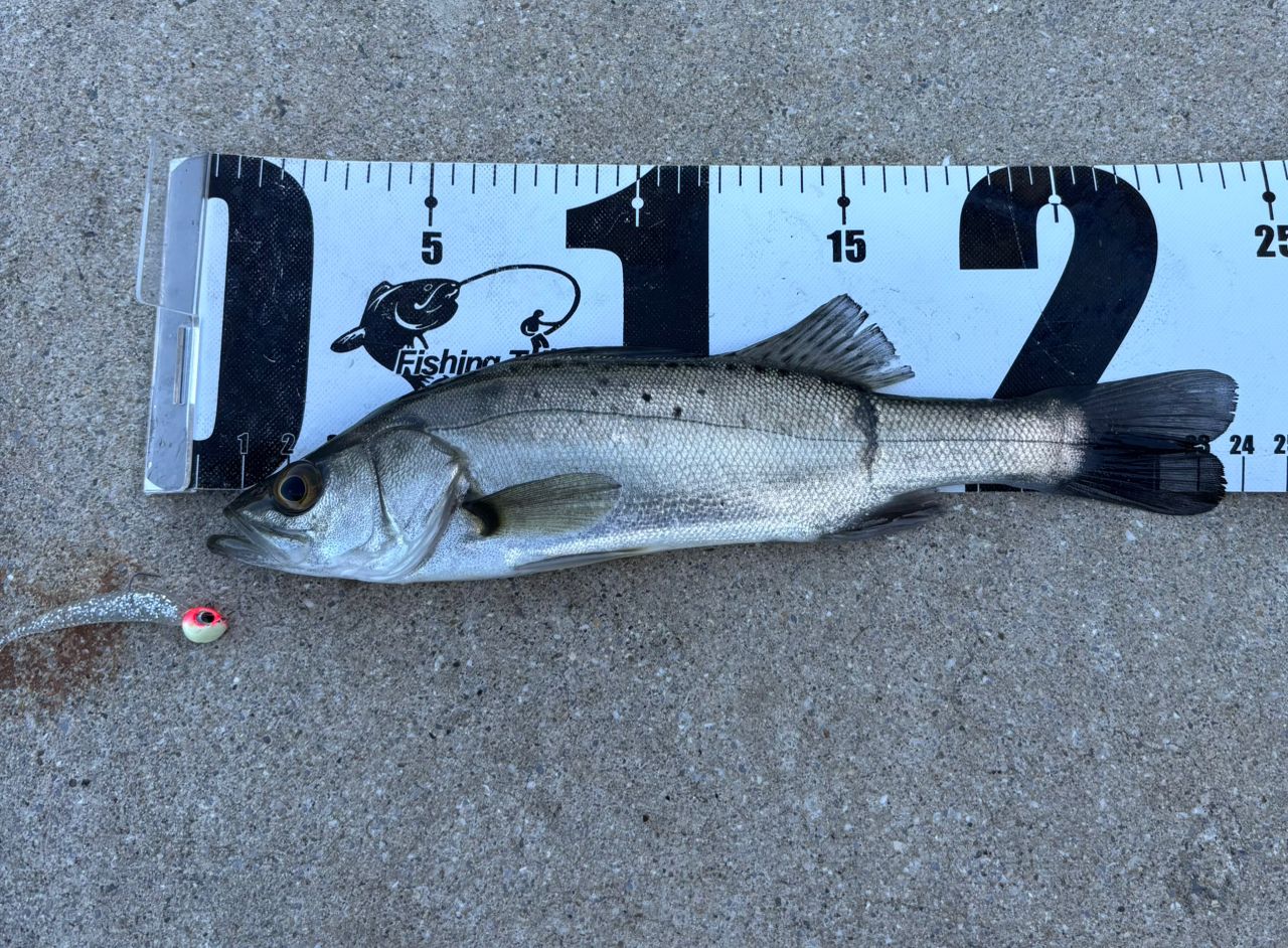 OLYMPIC 20コルト UX GCORUS-612L-HSの最安値・インプレ・釣果 | 本音