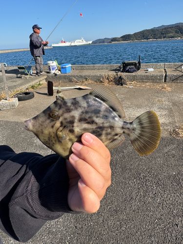 カワハギの釣果