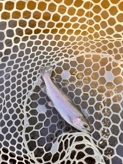 ニジマスの釣果