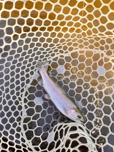 ニジマスの釣果