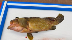 キジハタの釣果