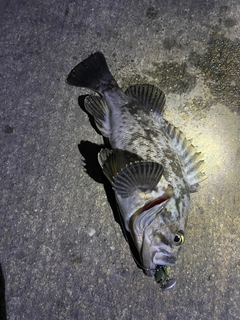 クロソイの釣果