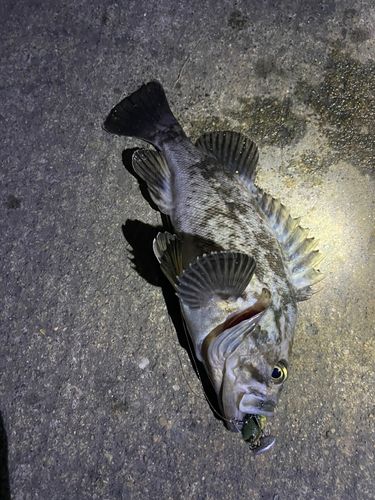 クロソイの釣果