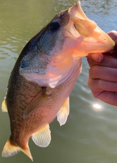ラージマウスバスの釣果