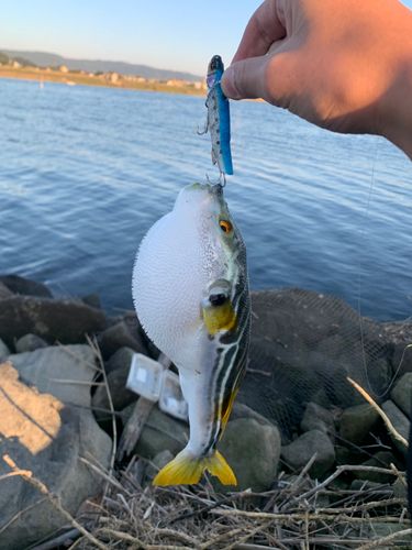シマフグの釣果
