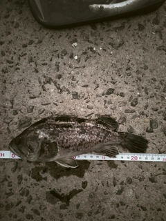 クロソイの釣果