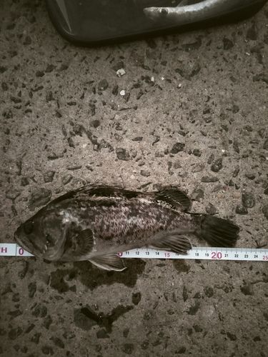 クロソイの釣果