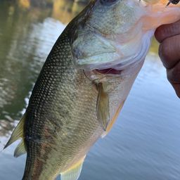 ラージマウスバス