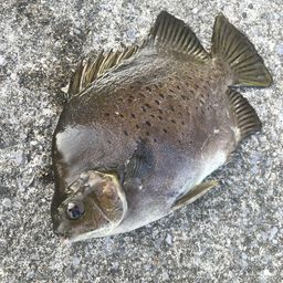 クロホシマンジュウダイ