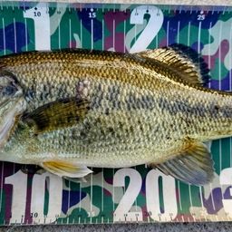 ラージマウスバス