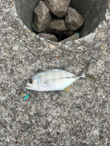 オニヒラアジの釣果