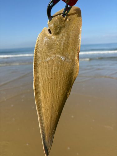 シタビラメの釣果