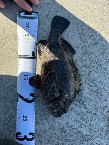 クロソイの釣果