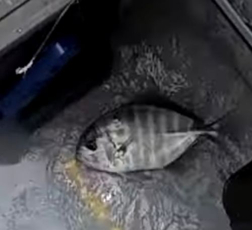 オキアジの釣果