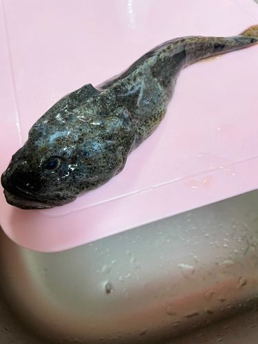 トゲカジカの釣果